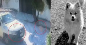 VIDEO: Un perro pomerania es robado en Puebla y lo devuelven muerto a través de DiDi.