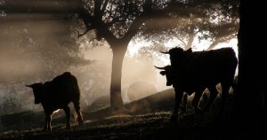 Se alquilan toros bravos.