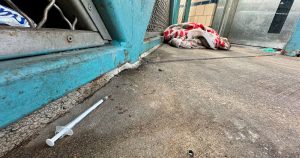 La cebolla de Kensington: Sobre la Crisis del Fentanilo y el “Sueño” Americano