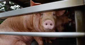 Artista chileno genera repudio por expo en Dinamarca donde deja morir a 3 cerditos.