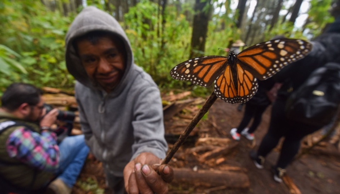 La mariposa monarca procedente de Canadá recorre aproximadamente cinco mil kilómetros para poder llegar los bosques del Estado de México y poder pasar el invierno.