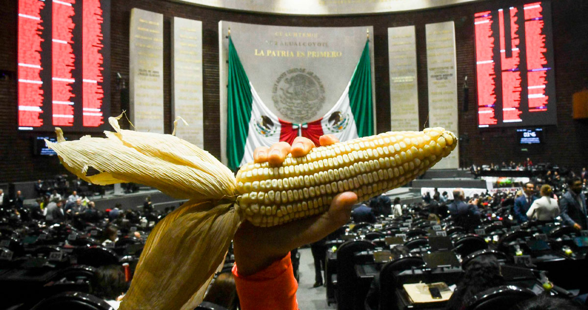 El Senado aprobó la reforma que prohíbe la siembra de maíz transgénico en México