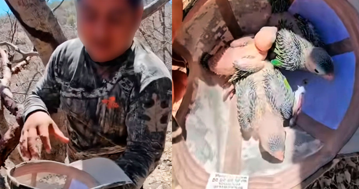 La Profepa denuncia ante la FGR a tiktoker por extraer ilegalmente a tres polluelos de una especie protegida de ave.
