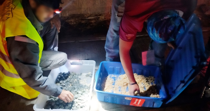 Profepa asegura 320 tortugas en operativo carretero.
