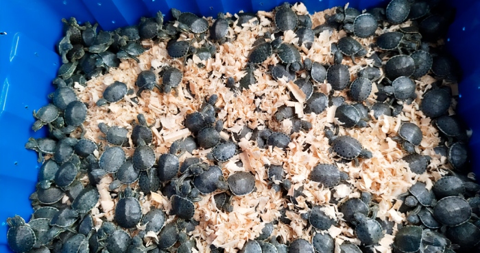 Profepa asegura 320 tortugas en operativo carretero.