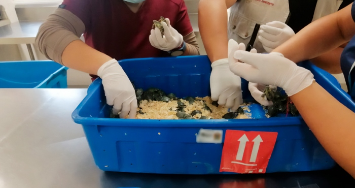 Profepa asegura 320 tortugas en operativo carretero.