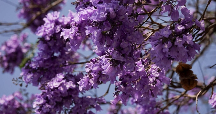 Tres retos del presupuesto para la crisis climática.