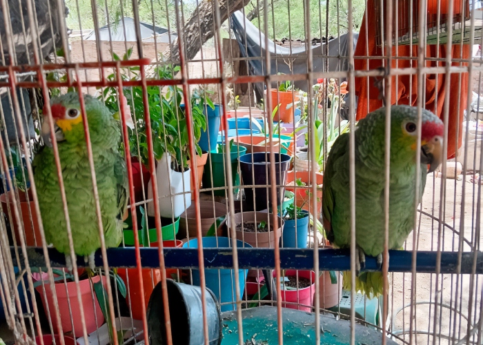 Cateo en Querétaro deja 63 aves rescatadas por Profepa