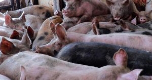 Los animales que esperan en la fila de los mataderos pueden ver, oír y oler la muerte.