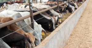 EU amenaza con frenar importaciones de ganado mexicano por gusano barrenador