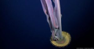 FOTOS ¬ Un iceberg se soltó de Antártida. Abajo escondía un ecosistema desconocido