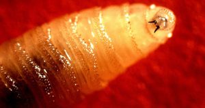 EL gusano barrenador ya había sido eliminado en México, pero retornó en los últimos meses.