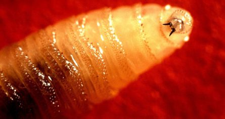 EL gusano barrenador ya había sido eliminado en México, pero retornó en los últimos meses.