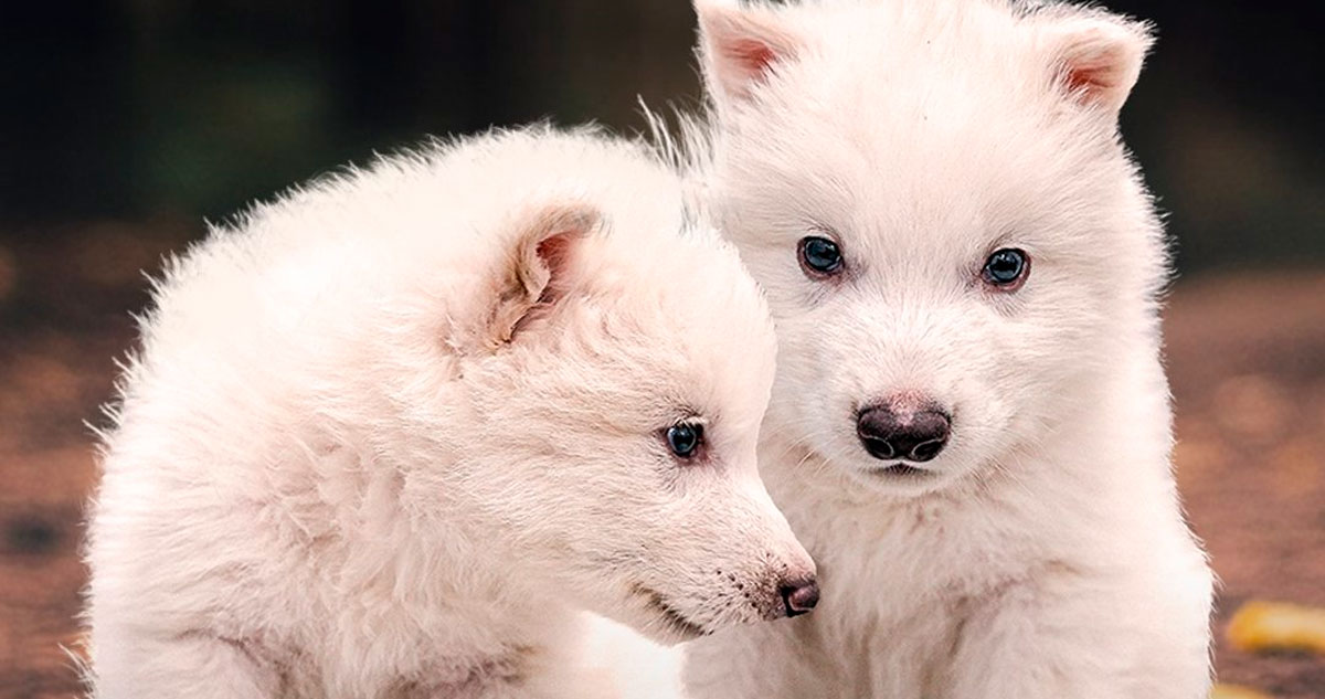 Desextinguen al lobo gigante