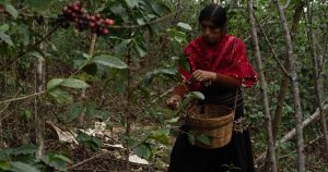 Las grandes compañías se llevan de Chiapas el café, el cacao y el azúcar. A cambio dejan abusos.
