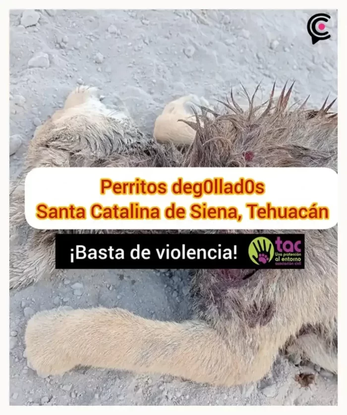 La asociación TAC Una Protección al Entorno A.C. dio a conocer que en la colonia Santa Catalina de Siena en el municipio de Tehuacán en Puebla, sujetos desconocidos degollaron a tres perros en situación de calle.