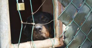 Rottweiler ataca y desfigura a un niño de dos años en Nealtican, Puebla.
