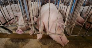 El uso de jaulas en la industria de la carne de cerdo ha sido documentado por Igualdad Animal.