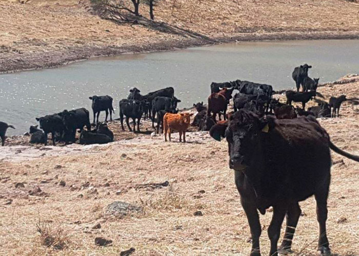 Conagua recupera agua en rancho que le fue devuelto a César Duarte