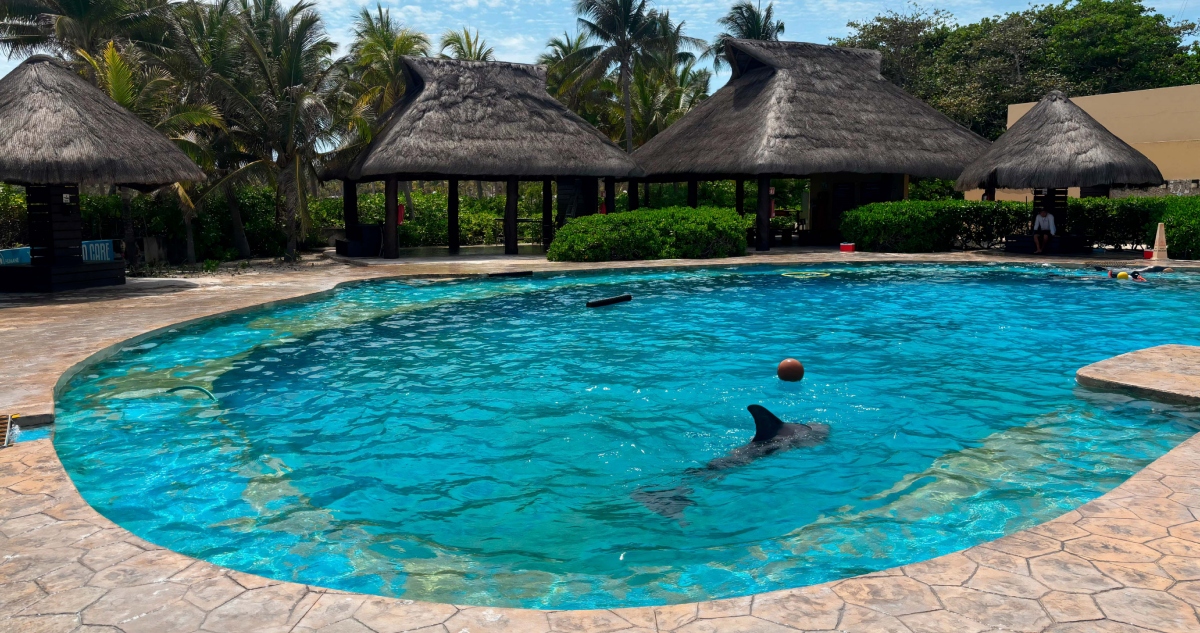 Profepa clausura Dolphinaris Barceló.