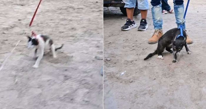 Denuncian maltrato animal en Xichú.