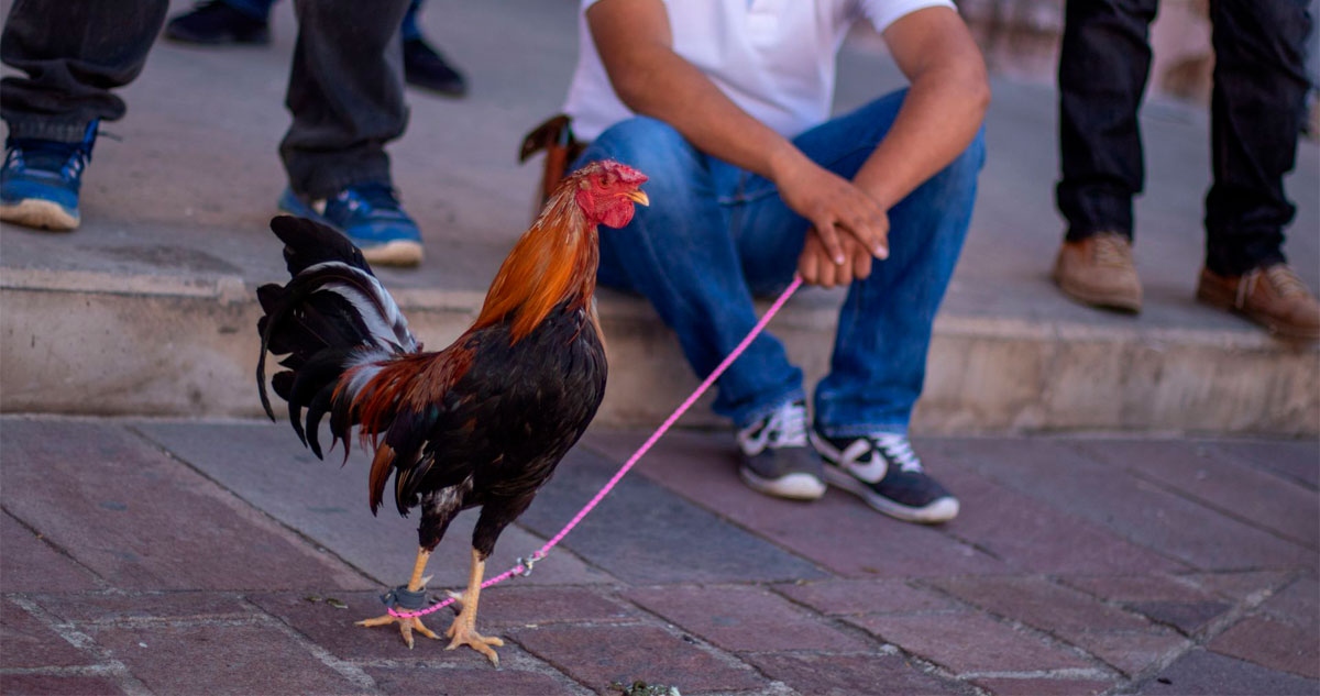 Una pelea de gallos ocurrida en la escuela Frida Kahlo, en Pachuca Hidalgo, fue denunciada por la asociación protectora de animales "La Jauría de Balú".