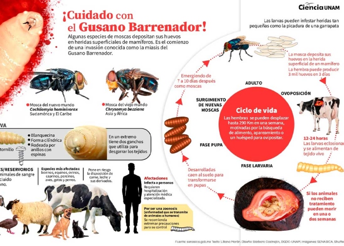 El Secretario de Salud, David Kershenobich Stalnikowitz, informó de seis casos de personas enfermas en Chiapas, derivado de la presencia del gusano barrenador.