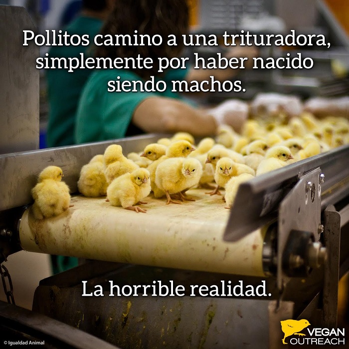 Pollitos machos son descartados