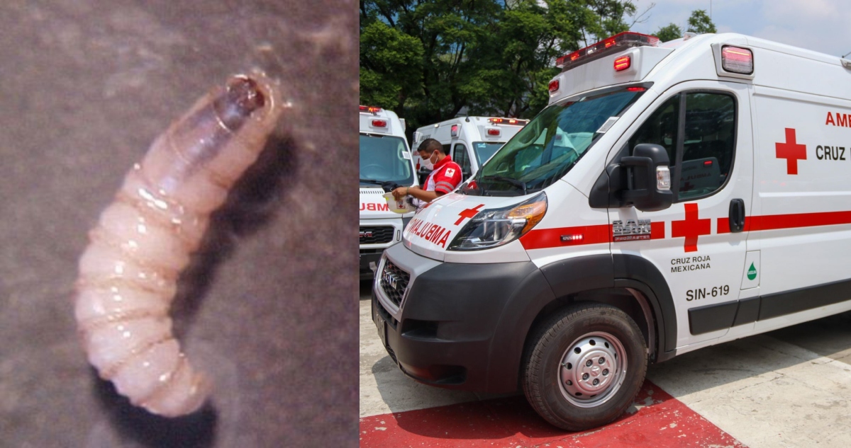 Tercer caso de miasis por gusano barrenador en un ser humano se detecta en Chiapas.