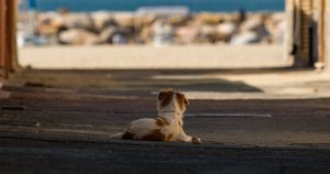 Perros de raza única
