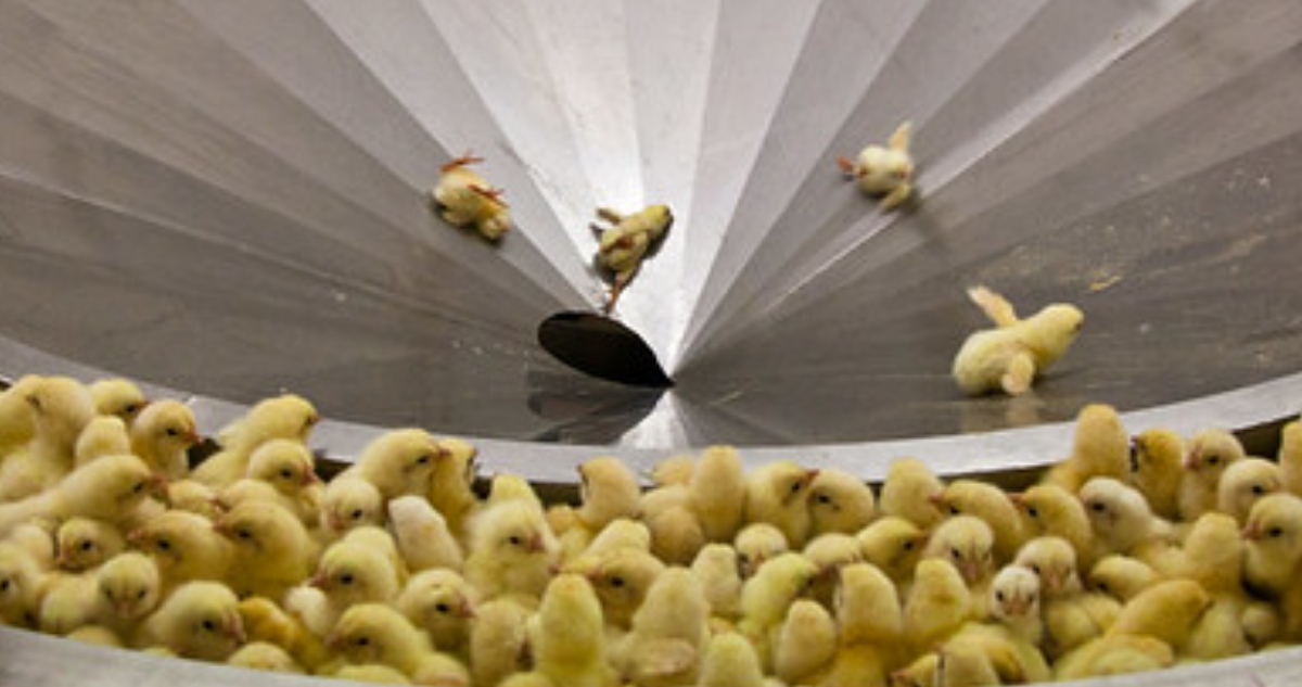 Pollitos machos son descartados