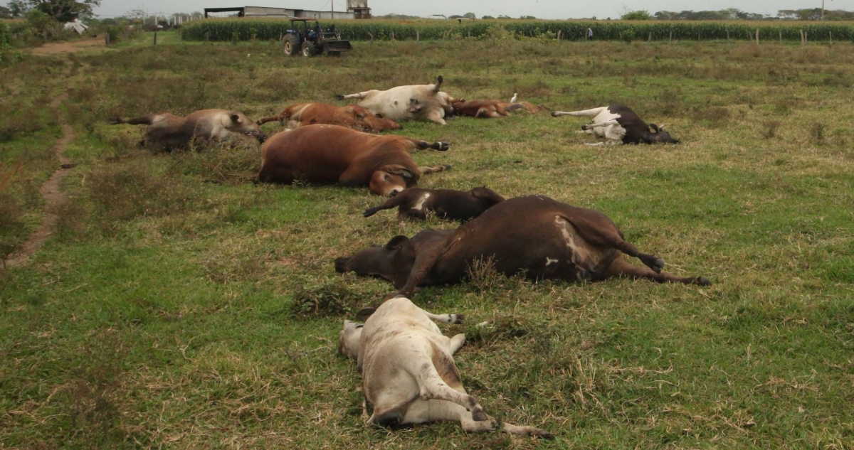 Gusano barrenador afecta exportaciones de México y cae 60%