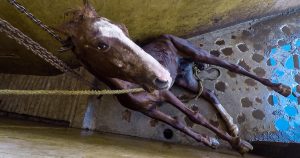 En México, muchas veces la carne de caballo es vendida como carne de vacas, de “res”.