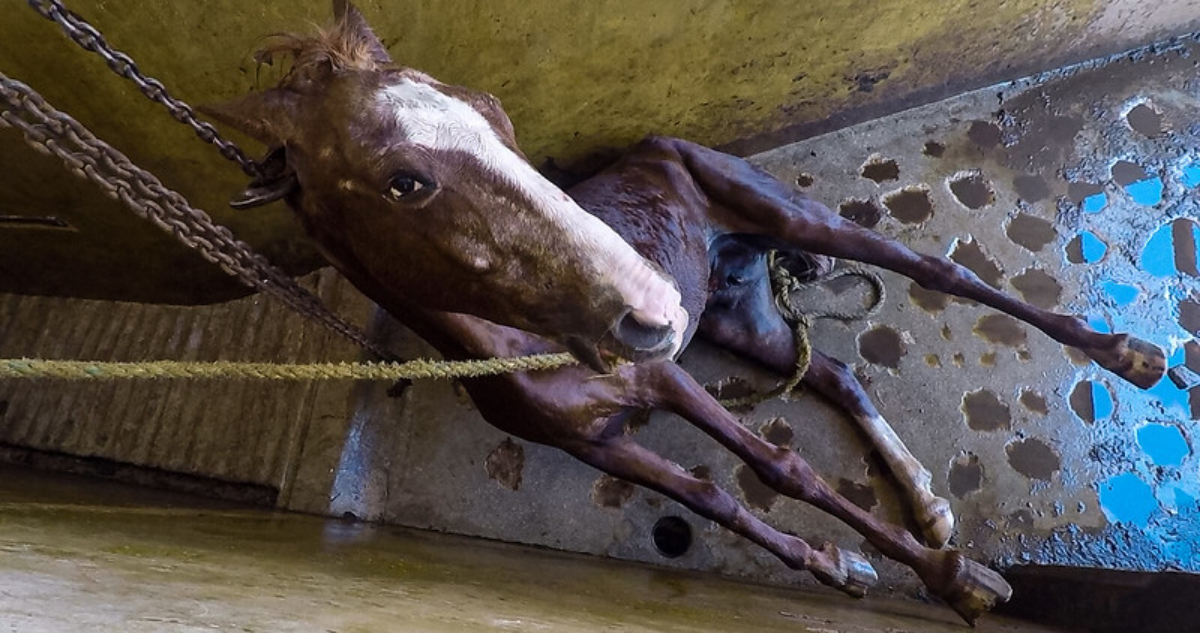 En México, muchas veces la carne de caballo es vendida como carne de vacas, de “res”.