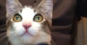 Me preocupa, en suma, que los seres humanos se vuelvan obsoletos al desaparecer lo que nos distingue del resto de los seres vivos.