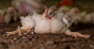 Boicotear para liberar