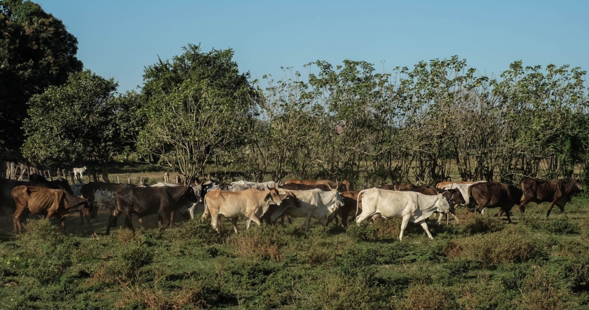 Estados Unidos anuncio una reapertura gradual de la frontera sur para el ganado proveniente de México