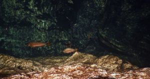 Expertos afirman que los océanos del mundo se están oscureciendo.