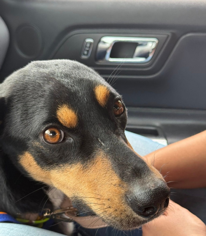 Rescatan a perrito tras caso de maltrato en Hidalgo.