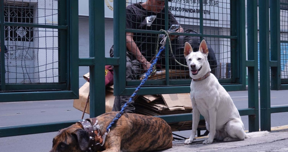 Ana JVillagrán, titular de la Agencia de Atención Animal, desmintió la información referente al cobro de un multa por no registrar a una mascota de compañía.