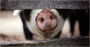 Suiza tiene una iniciativa revolucionaria