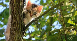 En nuestro país la elección de gatos como mascotas va en aumento.