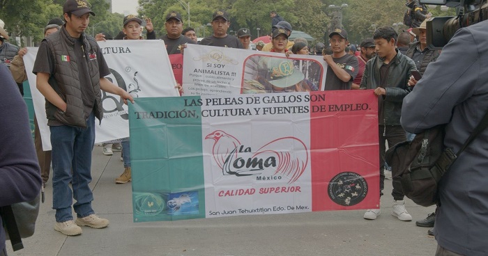 Manifestantes apoyando las peleas de gallos