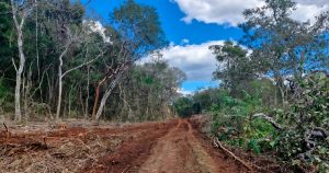 La Profepa ya suspendió las actividades que se realizaban en esta zona del país y que provocaron deforestación de la selva local.