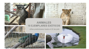 En el "Operativo Liberación" también se incautaron animales exóticos.