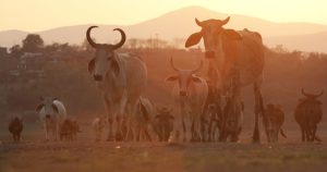 Claudia Sheinbaum confirmó que se logró un acuerdo con la Secretaría de Agricultura de EU para iniciar la reapertura gradual de su frontera al ganado mexicano.
