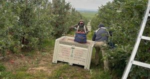 Migrantes trabajan en campos de EU con bajos salarios y con el temor a ser detenidos de manera arbitraria por las políticas de Donald Trump.