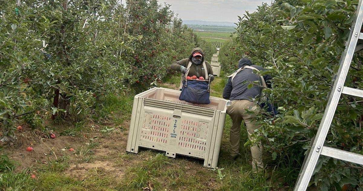Migrantes trabajan en campos de EU con bajos salarios y con el temor a ser detenidos de manera arbitraria por las políticas de Donald Trump.
