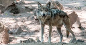 El Zoológico de Chapultepec impulsa acciones para la conservación de especies al borde de la extinción