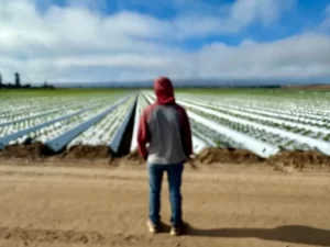 Trabajadores del campo en Oxnard temen ser arrestados por la Migra. 